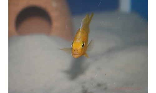 Pseudotropheus lombardoi